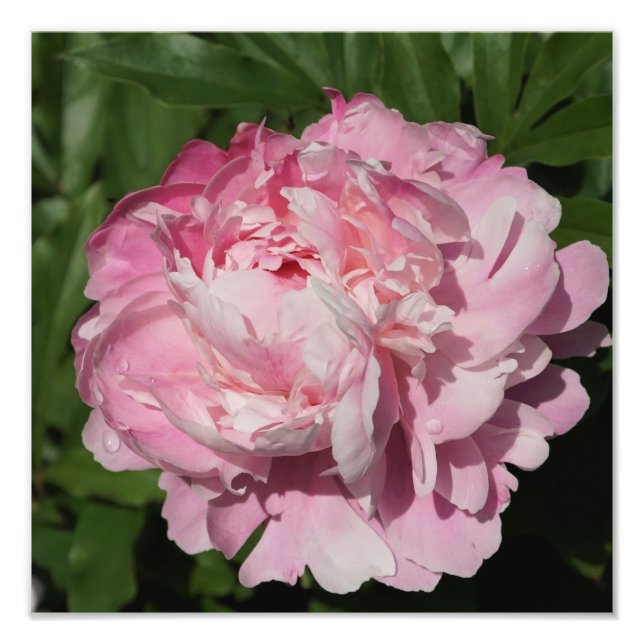 12"x12"  Pink Peony Photo Print (Front)