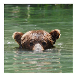 12" x 12" Acrylic Print of grizzly bear