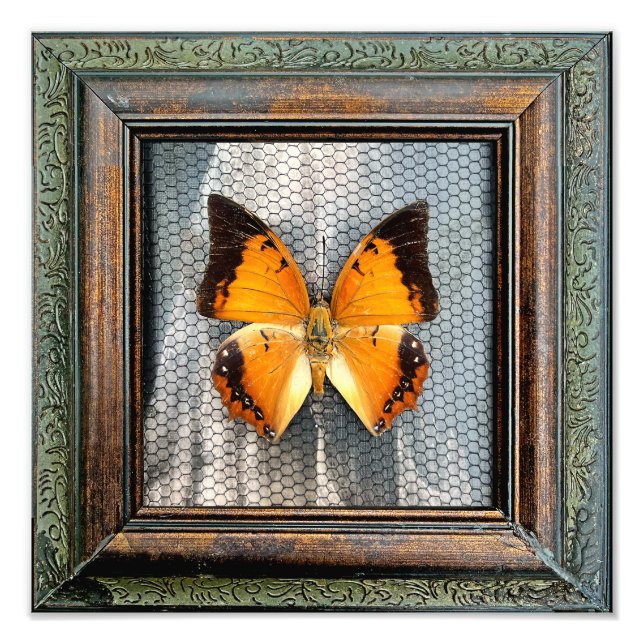12" x 12" Black-Bordered Charaxes Butterfly Photo Print (Front)
