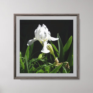 12" x 12" White Iris on Black Background Photo Canvas Print
