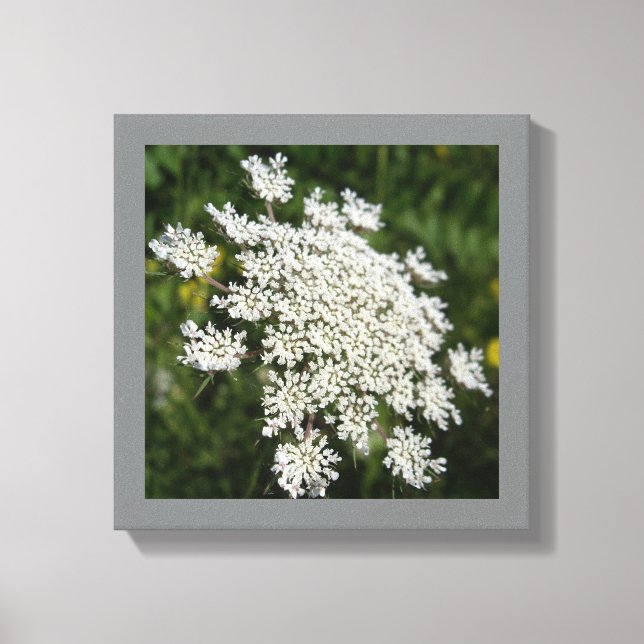 12" x 12" White Queen Ann's Lace Photo Canvas Print (Front)