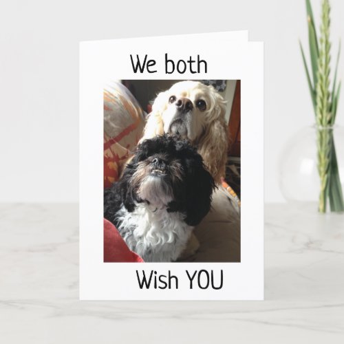 12th BIRTHDAY WISHES FROM BOTH OF US DOGS Card