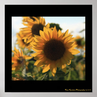 12X12 Big Beautiful Sunflower Poster