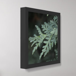 12x12 evergreen leaf (1) Poster