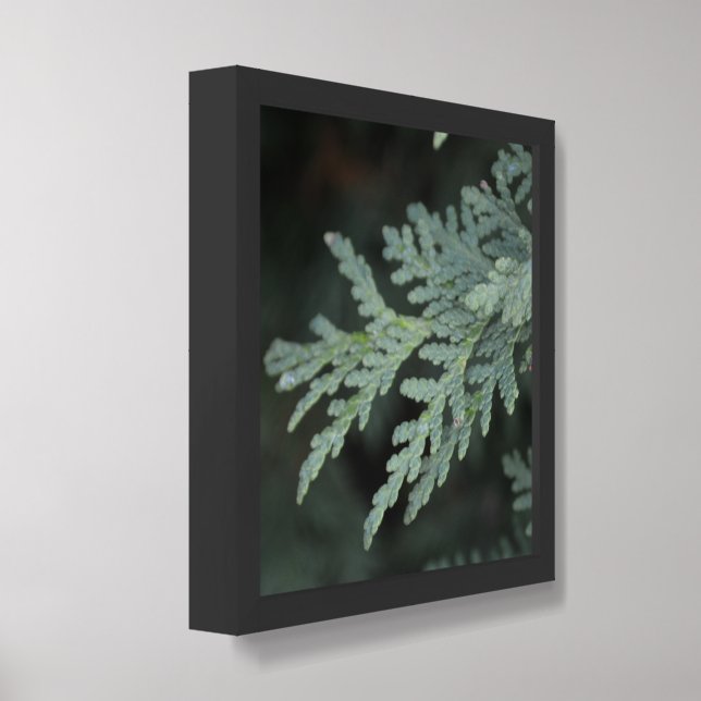 12x12 evergreen leaf (1) Poster (Framed Angled)