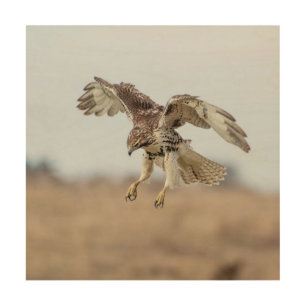 12x12 Immature Red Tailed Hawk Hovering Wood Wall Decor