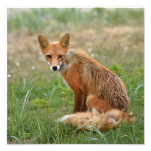 12x12 photo of fox print