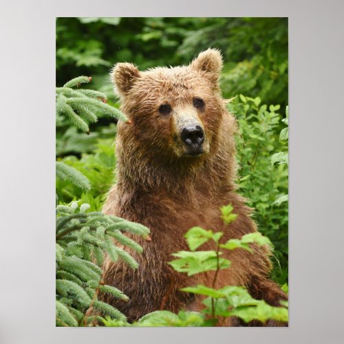12x16   Poster Matte w grizzly bear