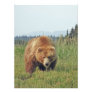 12x16 Satin finish photo of grizzly bear