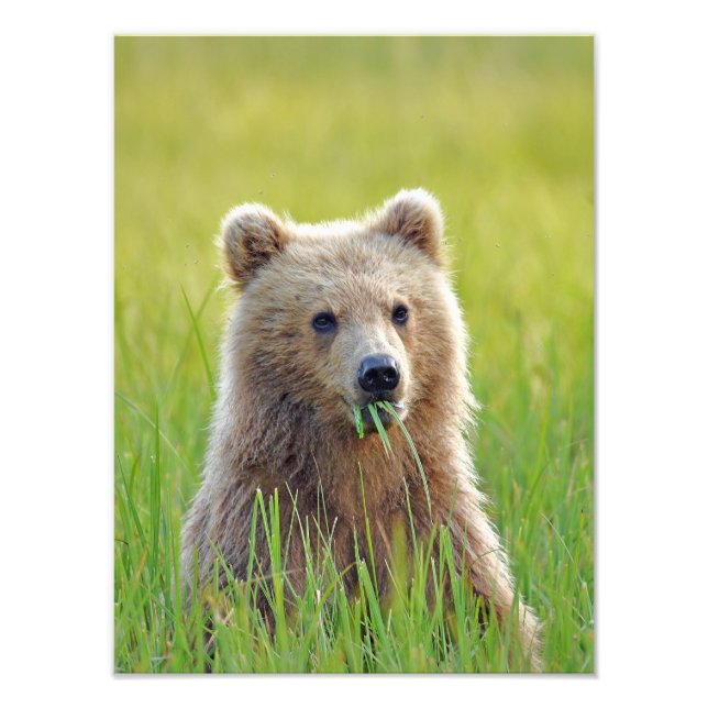 12x16 Satin finish photo of grizzly bear cub (Front)