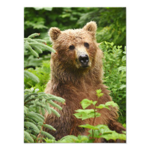 12x16 Satin finish photo of grizzly bear Print