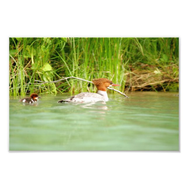 12x8 Satin photo of duck & duckling (Front)