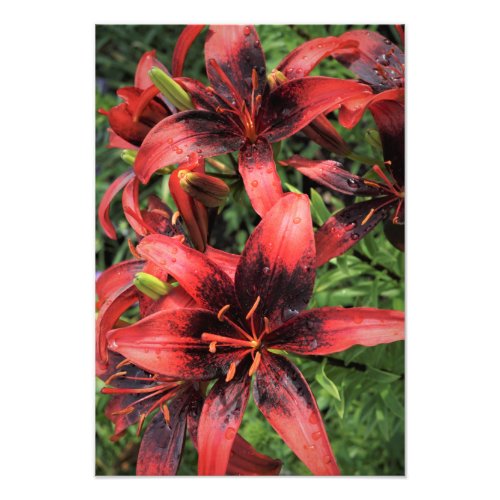 13x19 Dark Red Lilies Photo Print