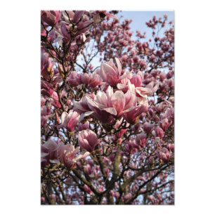 13"x19" Pink Magnolia Tree Photo Print