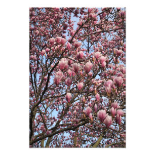 13"x19" Pink Magnolia Tree Photo Print