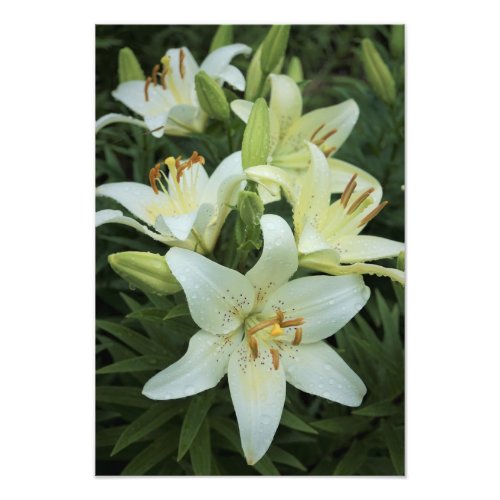 13x19 White Lilies Photo Print