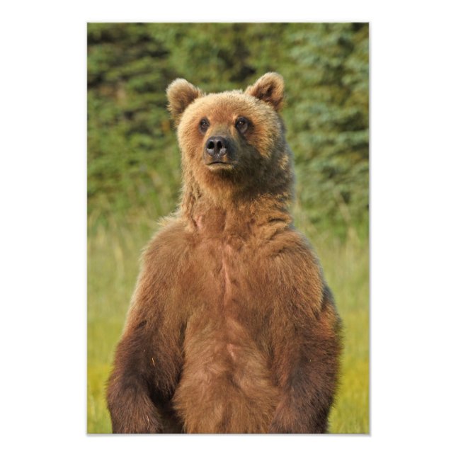 13x19 Satin photo of grizzly bear (Front)