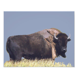 14" x 11", Kodak Professional Photo Paper (Satin)