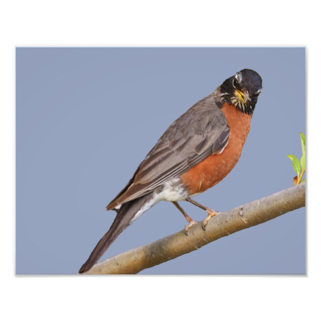 14" x 11", Kodak Professional Photo Paper (Satin) (Front)