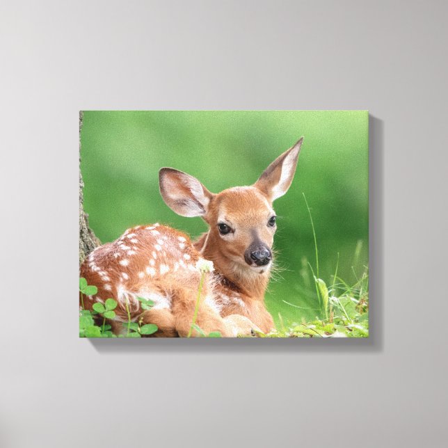 14x11 Adorable Fawn laying under a tree Canvas Print (Front)