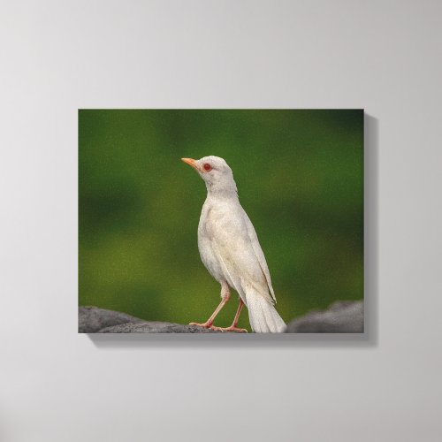 14x11 Albino Robin in Crown Point Canvas Print