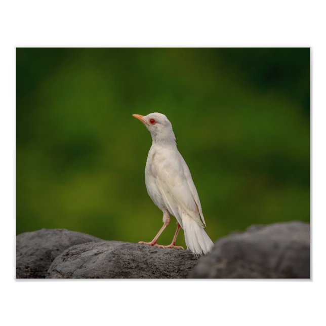 14x11 Albino Robin in Crown Point Photo Print (Front)