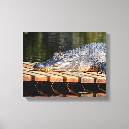 14x11 Alligator at Homosassa Springs Wildlife Stat Canvas Print