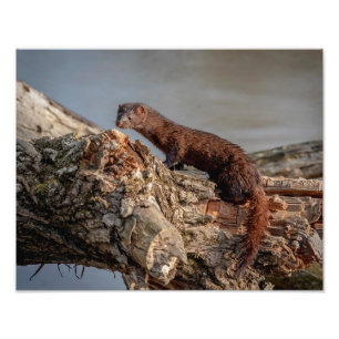 14x11 American Mink Photo Print