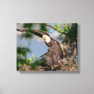 14x11 Bald Eagle leaving the nest Canvas Print