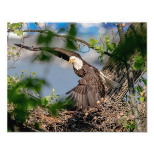 14x11 Bald Eagle leaving the nest Photo Print
