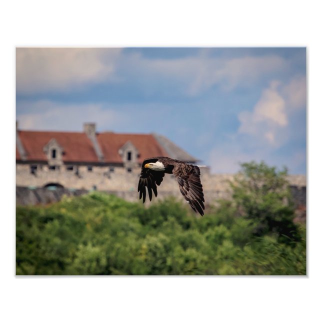 14x11  Bald Eagle passing Fort Ticonderoga Photo Print (Front)