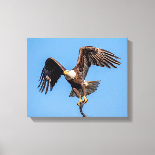 14x11 Bald Eagle with a fish Canvas Print