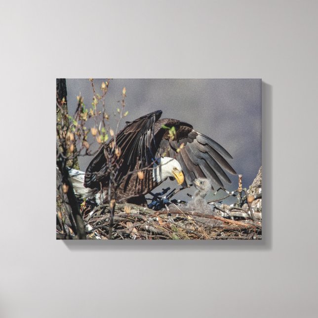 14x11 Bald Eagle with her baby Canvas Print (Front)