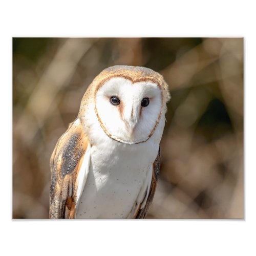 14x11 Barn Owl Photo Print