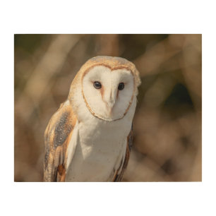 14x11 Barn Owl Wood Wall Decor