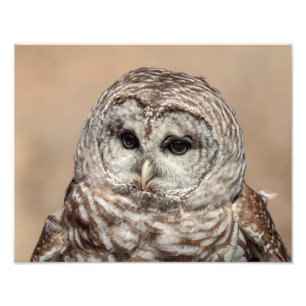 14x11 Barred Owl Photo Print