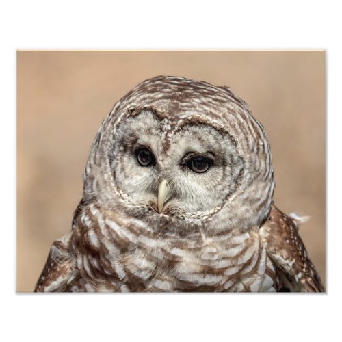 14x11 Barred Owl Photo Print