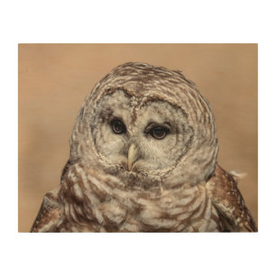 14x11 Barred Owl Wood Wall Art