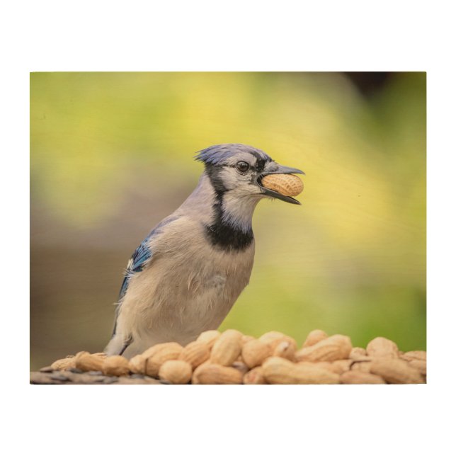 14x11 Blue jay with a peanut Wood Wall Art (Front)