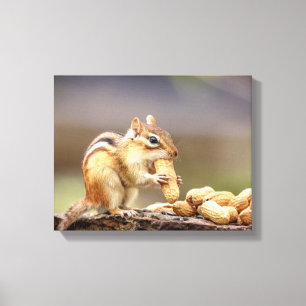 14x11 Chipmunk eating a peanut Canvas Print