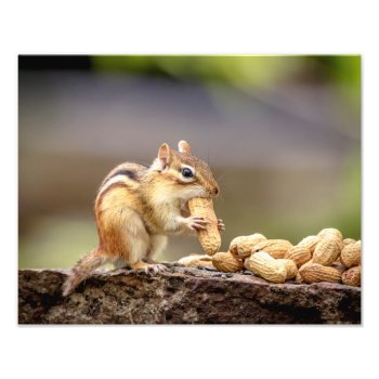 14x11 Chipmunk Eating A Peanut Photo Print by debscreative at Zazzle