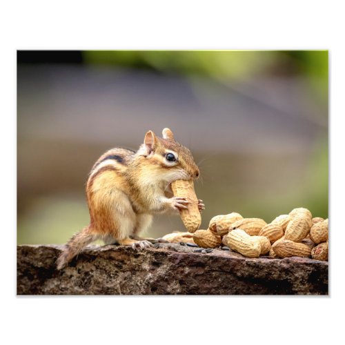 14x11 Chipmunk eating a peanut Photo Print
