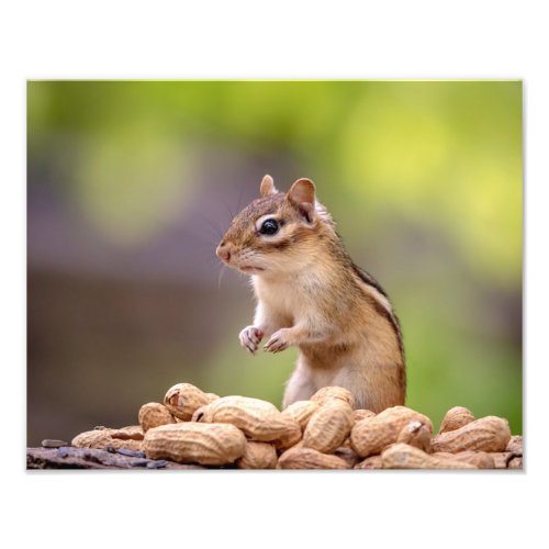14x11 Chipmunk with peanuts Photo Print