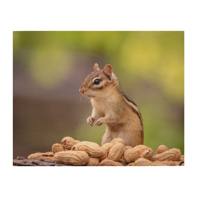 14x11 Chipmunk with peanuts Wood Wall Art (Front)