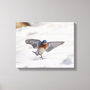 14x11 Eastern Bluebird dancing in the snow Canvas Print