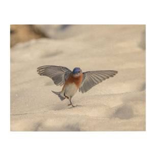 14x11 Eastern Bluebird dancing in the snow Wood Wall Art