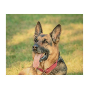14x11 German Shepard Wood Wall Decor