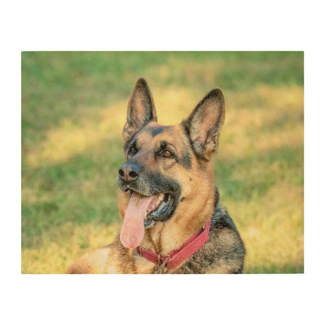14x11 German Shepard Wood Wall Decor (Front)