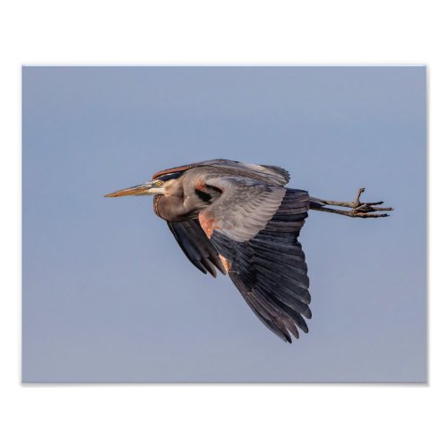 14x11 Great Blue Heron in flight Photo Print