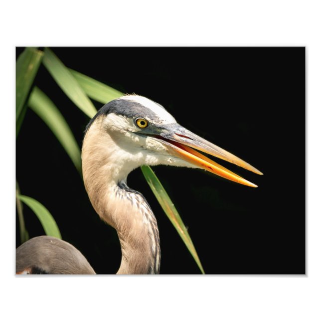 14x11 Great Blue Heron Photo Print (Front)